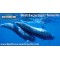 Royal Delfin (4.5 Hours)